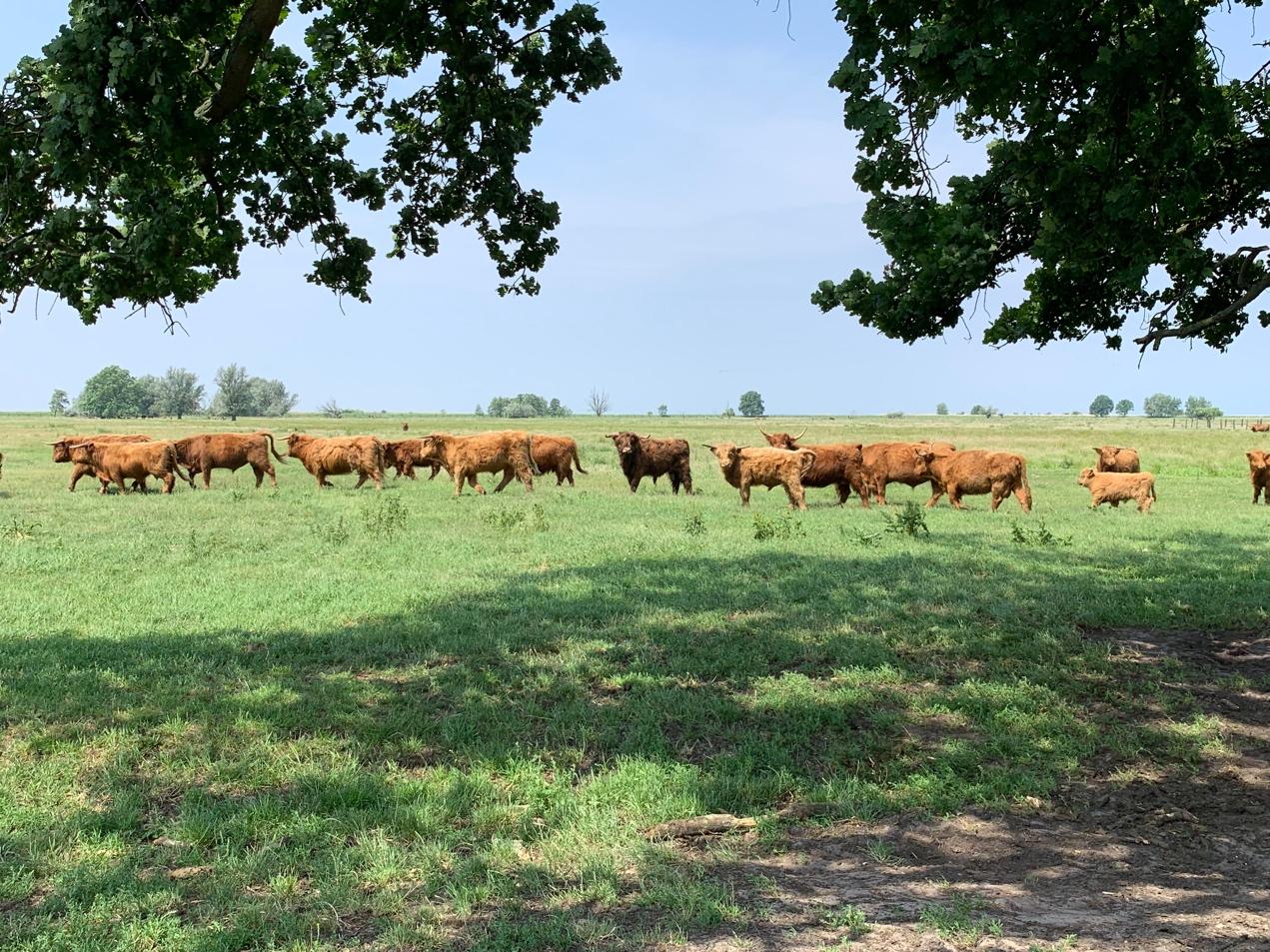 A herd of cattle standing on top of a lush green field

Description automatically generated