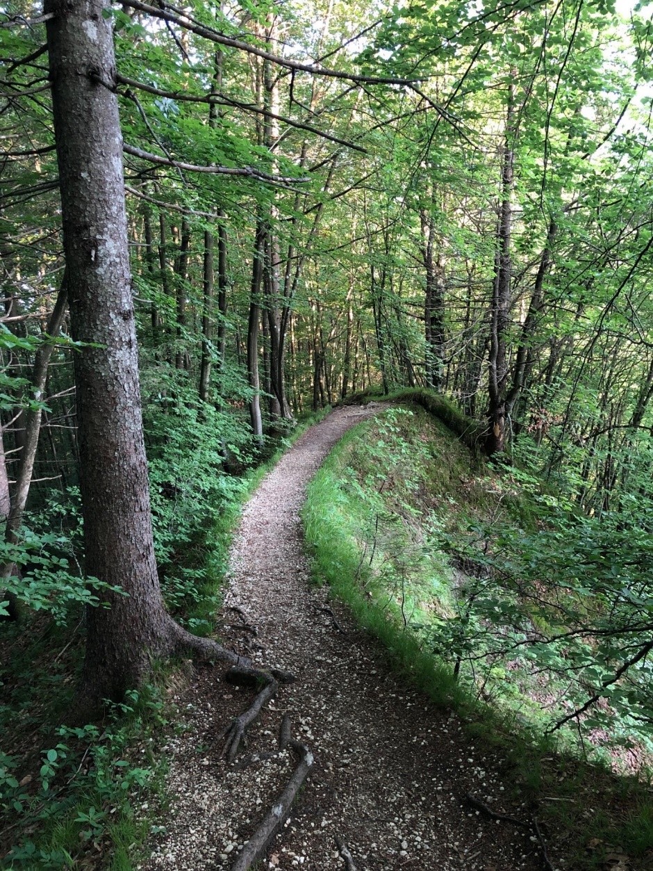 A dirt path through a forest Description automatically generated with medium confidence
