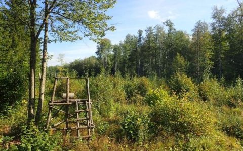 Deer, Moose & Forestry in Latvia