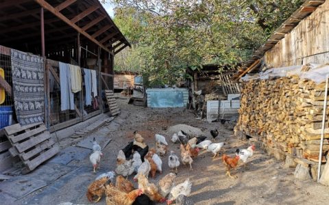 ROMANIA: Small scale sustainable farming in Transylvania