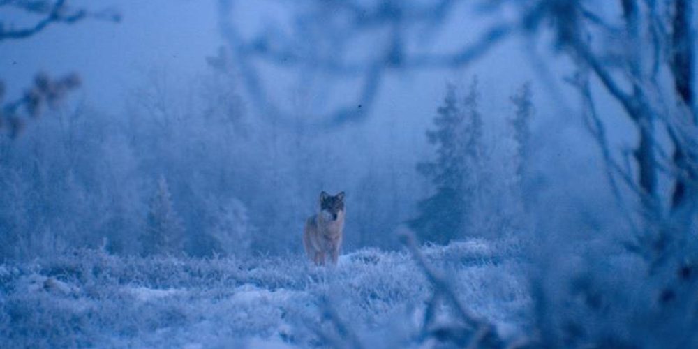 Ulv Ledelse i Norge (Wolf Management in Norway) – 2017