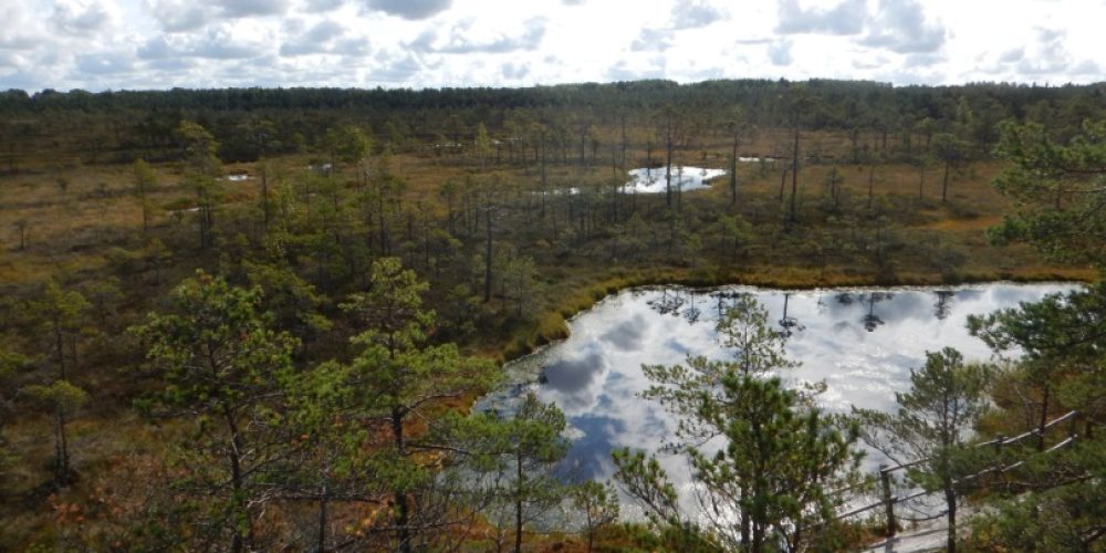 Forest management in Latvia – Joint Report