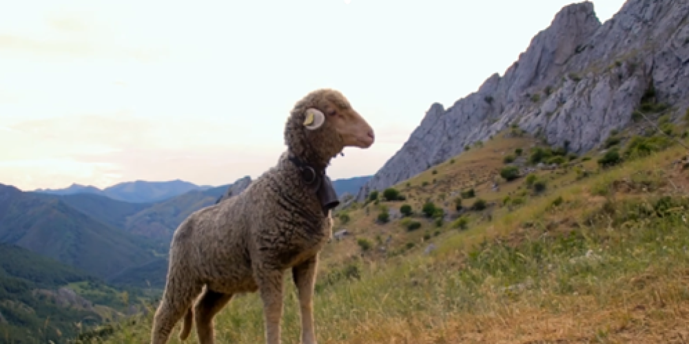 EU4 Shepherds: Innovative & Sustainable Training for the 21st Century