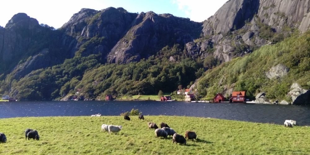 Native woodland and grazing in SW Norway late July 2022
