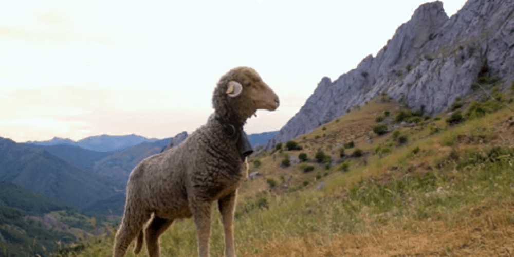 EU4 Shepherds Newsletter 5