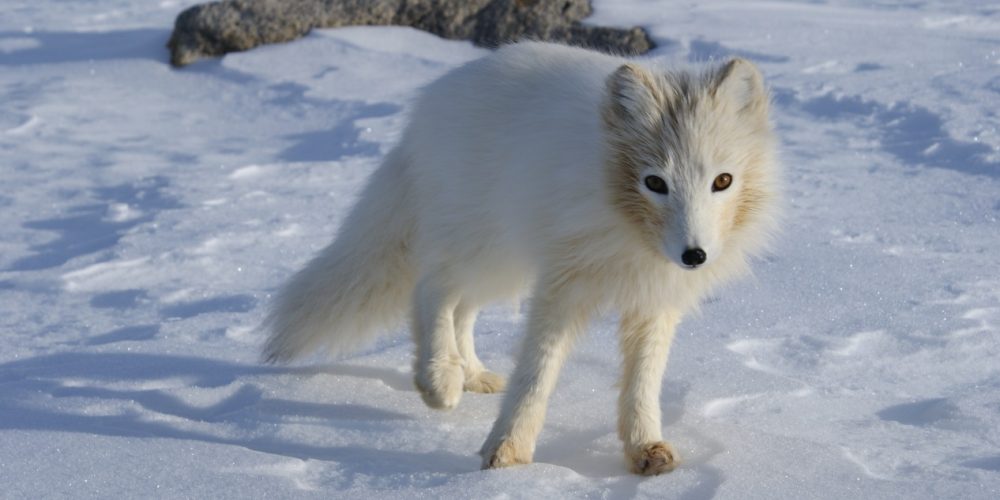 Arctic Fox Reintroduction Programme