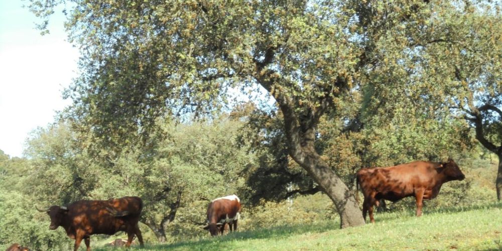 SPAIN: Sustainable Farming & Agroforestry in the Dehesas of Andalucia